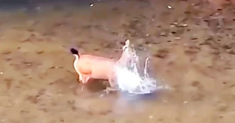 Khoảnh khắc thú rừng dùng chân vỗ nước tung tóe giữa dòng suối