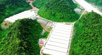 Khởi tố vụ án liên quan 5 người tử vong tại trại lợn ở Thanh Hóa