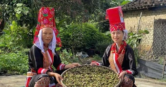 Không còn chờ hỗ trợ, người Dao tự mở đường thoát nghèo