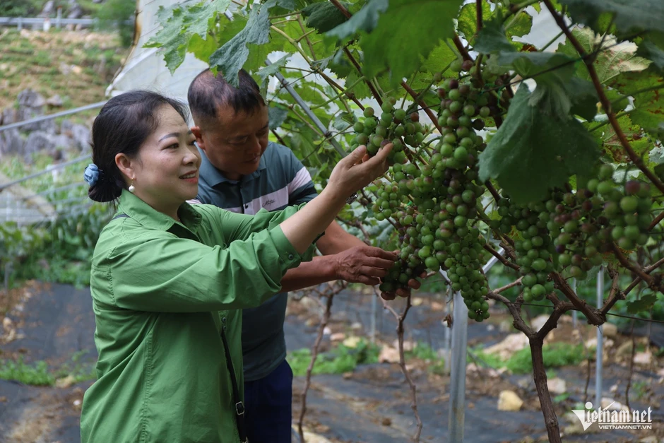 Không sợ thất bại, nông dân thu tiền tỷ từ mô hình kinh tế Không sợ thất bại, nông dân thu tiền tỷ từ mô hình kinh tế