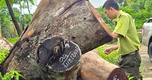Kiểm điểm vụ hàng cây xà cừ bị cưa hạ bất thường