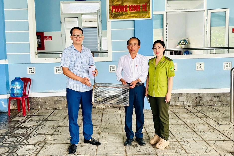 Kỳ đà vân quý hiếm xuất hiện trên cánh đồng Kỳ đà vân quý hiếm xuất hiện trên cánh đồng