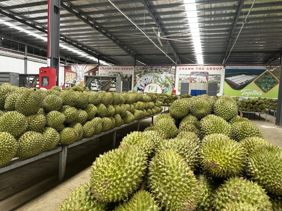 Làm việc với phía Trung Quốc để thúc đẩy công nhận các mã số vùng trồng Làm việc với phía Trung Quốc để thúc đẩy công nhận các mã số vùng trồng