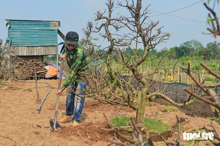 Làng đào Nhật Tân, quất Tứ Liên tất bật vào vụ mới Làng đào Nhật Tân, quất Tứ Liên tất bật vào vụ mới