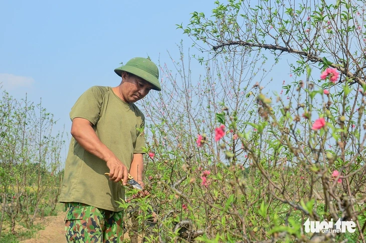 Làng đào Nhật Tân, quất Tứ Liên tất bật vào vụ mới Làng đào Nhật Tân, quất Tứ Liên tất bật vào vụ mới