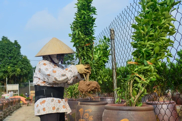 Làng đào Nhật Tân, quất Tứ Liên tất bật vào vụ mới Làng đào Nhật Tân, quất Tứ Liên tất bật vào vụ mới