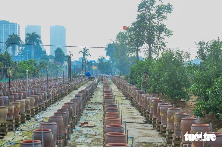 Làng đào Nhật Tân, quất Tứ Liên tất bật vào vụ mới Làng đào Nhật Tân, quất Tứ Liên tất bật vào vụ mới