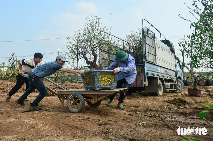 Làng đào Nhật Tân, quất Tứ Liên tất bật vào vụ mới Làng đào Nhật Tân, quất Tứ Liên tất bật vào vụ mới