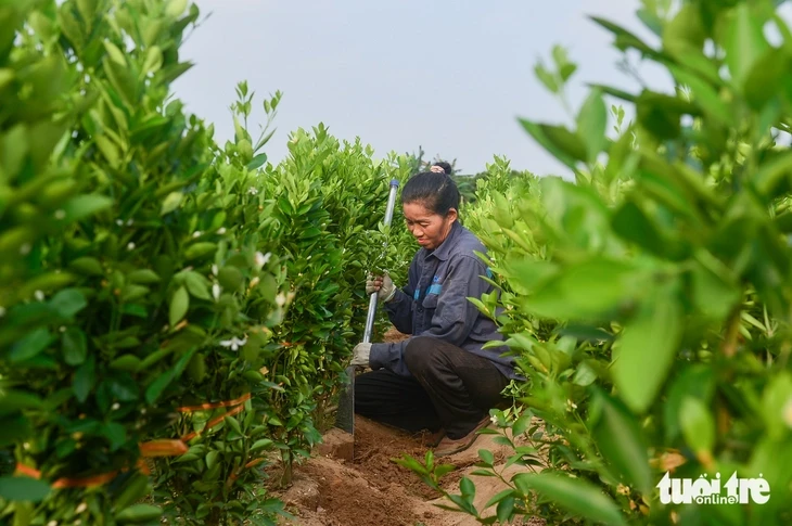 Làng đào Nhật Tân, quất Tứ Liên tất bật vào vụ mới Làng đào Nhật Tân, quất Tứ Liên tất bật vào vụ mới