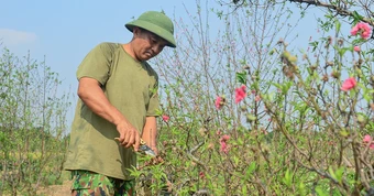 Làng đào Nhật Tân, quất Tứ Liên tất bật vào vụ mới