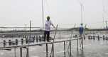 Lão nông trở thành tỷ phú sau quyết định bỏ lúa, nuôi tôm