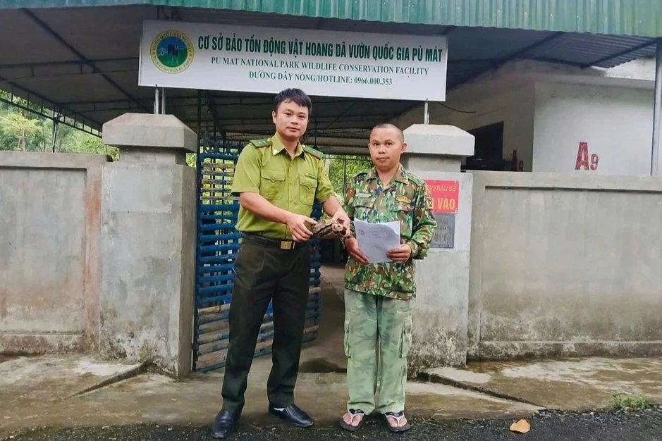 Liên tiếp phát hiện loài rùa quý hiếm, nguy cấp ở Nghệ An Liên tiếp phát hiện loài rùa quý hiếm, nguy cấp ở Nghệ An