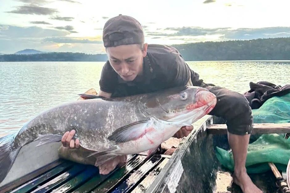 Liên tục bắt được “thủy quái” ở Biển Hồ, có con nặng hơn 30kg Liên tục bắt được “thủy quái” ở Biển Hồ, có con nặng hơn 30kg