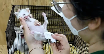 Liên tục phát hiện chó, mèo bị bỏ rơi ở Thảo Cầm Viên Sài Gòn