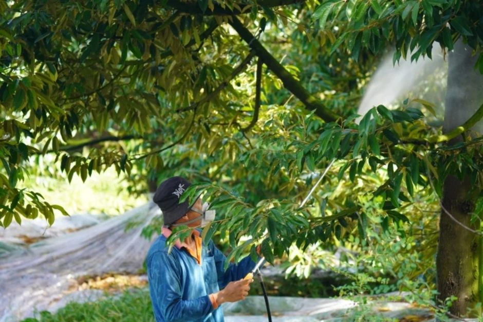 Lỗ hổng khiến 'trái cây tỷ đô' dễ nhiễm chất cấm Lỗ hổng khiến 'trái cây tỷ đô' dễ nhiễm chất cấm