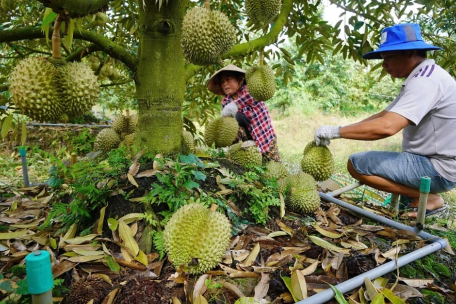 Lỗ hổng khiến 'trái cây tỷ đô' dễ nhiễm chất cấm Lỗ hổng khiến 'trái cây tỷ đô' dễ nhiễm chất cấm