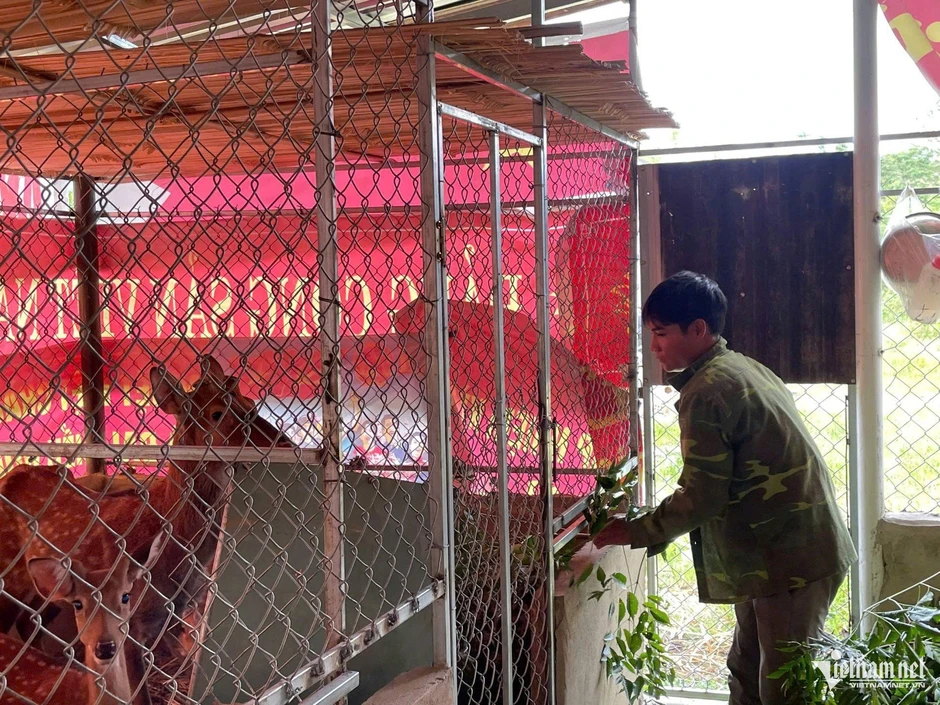 'Loài vật chỉ thấy trên tivi' thành sinh kế mới của người Gié Triêng 'Loài vật chỉ thấy trên tivi' thành sinh kế mới của người Gié Triêng