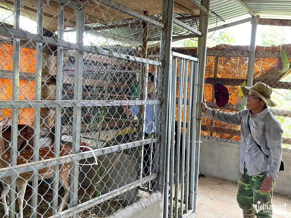 'Loài vật chỉ thấy trên tivi' thành sinh kế mới của người Gié Triêng 'Loài vật chỉ thấy trên tivi' thành sinh kế mới của người Gié Triêng