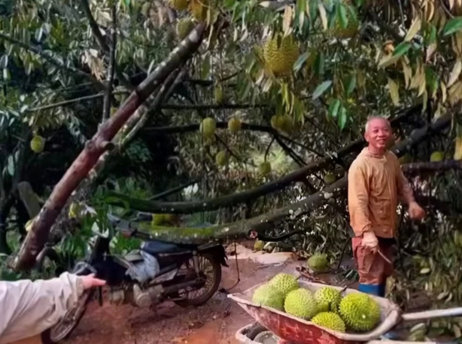 Lốc xoáy kèm mưa lớn làm rụng hơn 50 tấn sầu riêng ở Lâm Đồng Lốc xoáy kèm mưa lớn làm rụng hơn 50 tấn sầu riêng ở Lâm Đồng