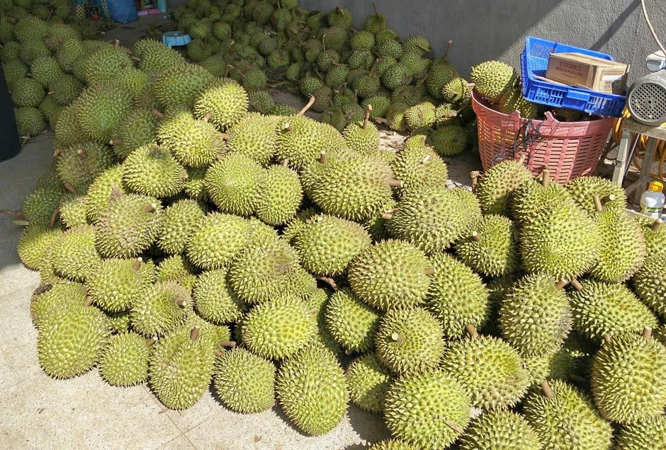 Lốc xoáy quét qua vùng sản xuất sầu riêng ở Lâm Đồng Lốc xoáy quét qua vùng sản xuất sầu riêng ở Lâm Đồng
