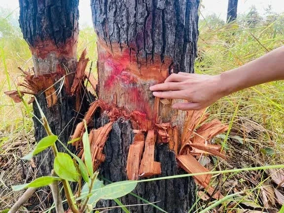 Lực lượng đông, vì sao vẫn mất rừng? Lực lượng đông, vì sao vẫn mất rừng?