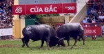 Mãn nhãn những kháp đấu dũng mãnh tại lễ hội chọi trâu Đồ Sơn
