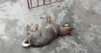 Một con chó tấn công 6 người, có nạn nhân bị cắn lộ xương