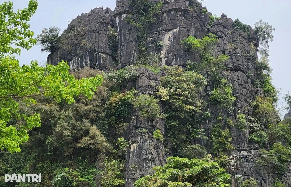 Ngăn chặn khai thác cây muội hồng trước "cơn sốt" thổi giá Ngăn chặn khai thác cây muội hồng trước "cơn sốt" thổi giá