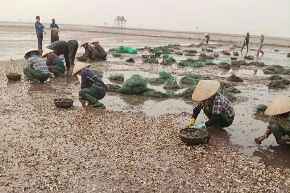 Ngao chết hàng loạt ở Hưng Yên, có hộ thiệt hại tới 80% Ngao chết hàng loạt ở Hưng Yên, có hộ thiệt hại tới 80%