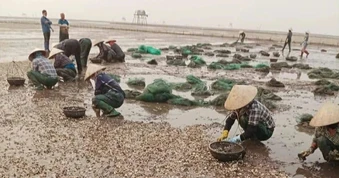 Ngao chết hàng loạt ở Hưng Yên, có hộ thiệt hại tới 80%