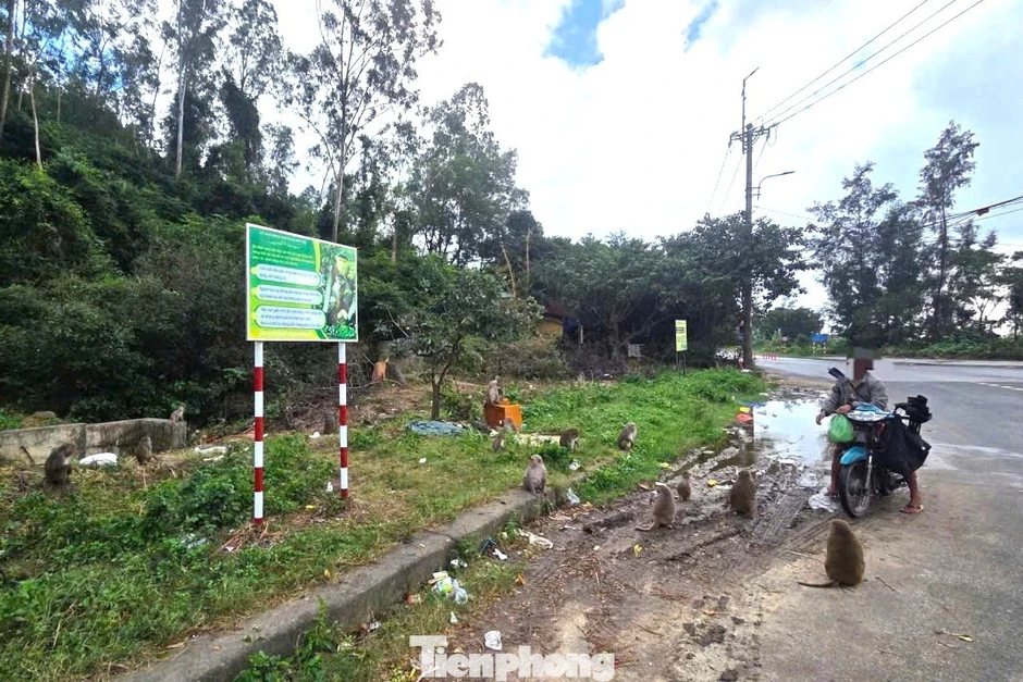 Người đàn ông đổ thức ăn xuống đất cho khỉ, vứt luôn bao ni lông tại ‘lá phổi xanh Sơn Trà’ Người đàn ông đổ thức ăn xuống đất cho khỉ, vứt luôn bao ni lông tại ‘lá phổi xanh Sơn Trà’