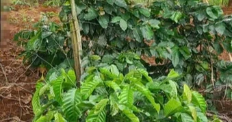 Người đàn ông tử vong trong vườn cà phê Lâm Đồng sau nhiều ngày mất kết nối