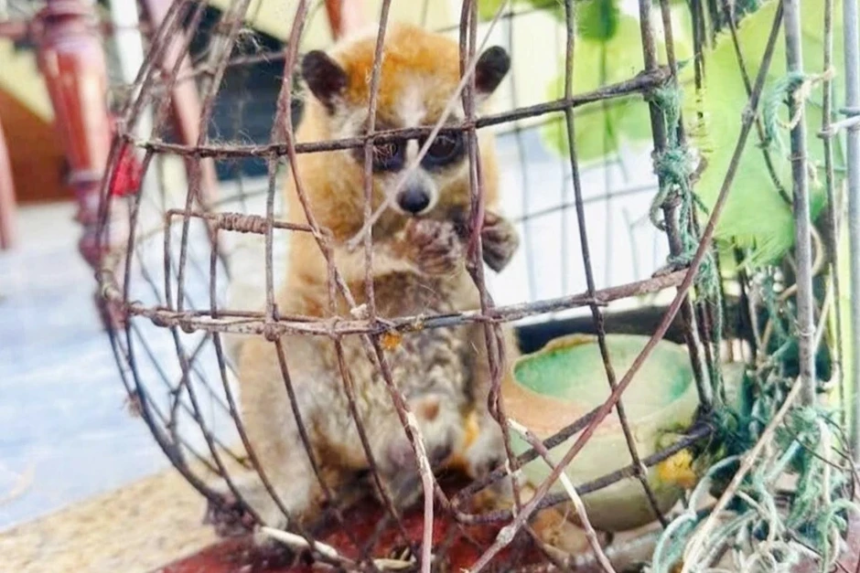 Người dân phát hiện động vật lạ bám trên dây diện Người dân phát hiện động vật lạ bám trên dây diện