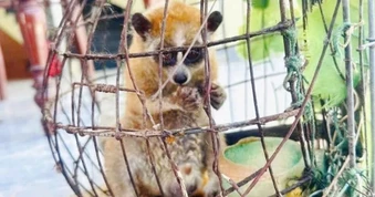 Người dân phát hiện động vật lạ bám trên dây diện