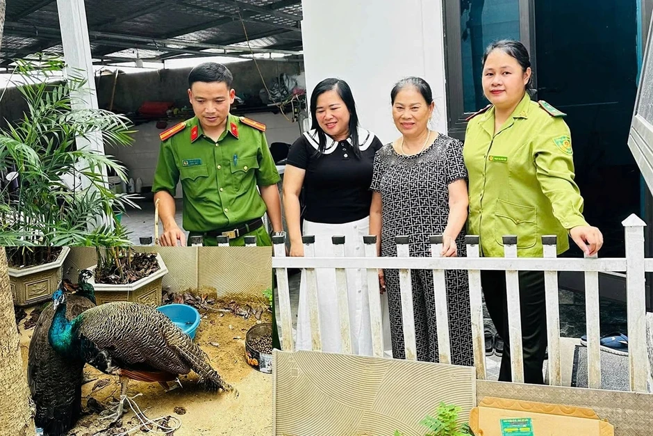 Người phụ nữ mất ăn mất ngủ vì nhặt được 2 con chim lạ