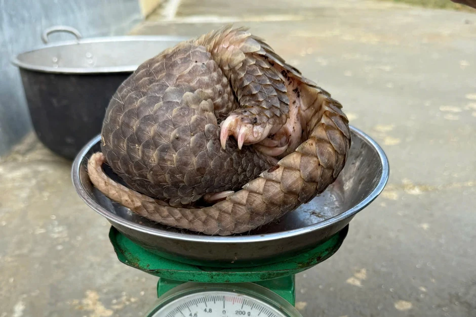 Người phụ nữ phát hiện động vật quý hiếm đi lạc vào khu dân cư Người phụ nữ phát hiện động vật quý hiếm đi lạc vào khu dân cư