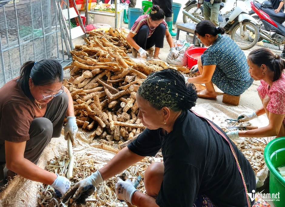 Người phụ nữ Thanh Hóa biến củ 'chống đói' thành đặc sản vùng cao Người phụ nữ Thanh Hóa biến củ 'chống đói' thành đặc sản vùng cao