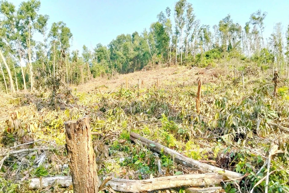 Nguyên giám đốc ban quản lý rừng phòng hộ chiếm đất, tự ý khai thác rừng? Nguyên giám đốc ban quản lý rừng phòng hộ chiếm đất, tự ý khai thác rừng?
