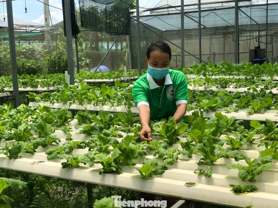 Nguyên nhân doanh nghiệp ngại 'rót' vốn, công nghệ vào nông nghiệp Nguyên nhân doanh nghiệp ngại 'rót' vốn, công nghệ vào nông nghiệp