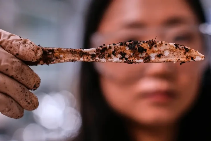 Nhựa làm từ đường giúp giảm ô nhiễm vi nhựa Nhựa làm từ đường giúp giảm ô nhiễm vi nhựa