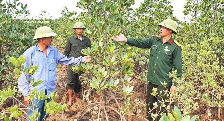 Những cựu binh giữ rừng ngập mặn nơi cửa biển Quảng Ninh Những cựu binh giữ rừng ngập mặn nơi cửa biển Quảng Ninh