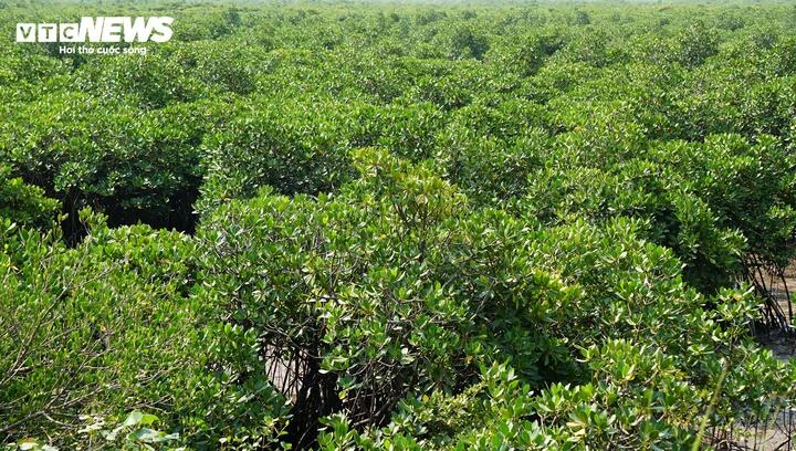 Những cựu binh giữ rừng ngập mặn nơi cửa biển Quảng Ninh Những cựu binh giữ rừng ngập mặn nơi cửa biển Quảng Ninh