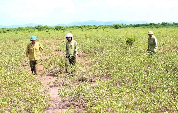 Những cựu binh giữ rừng ngập mặn nơi cửa biển Quảng Ninh Những cựu binh giữ rừng ngập mặn nơi cửa biển Quảng Ninh