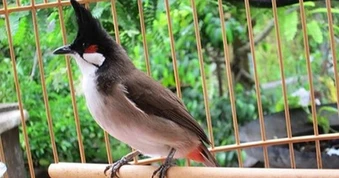 Những quy định người nuôi chim cảnh cần chú ý