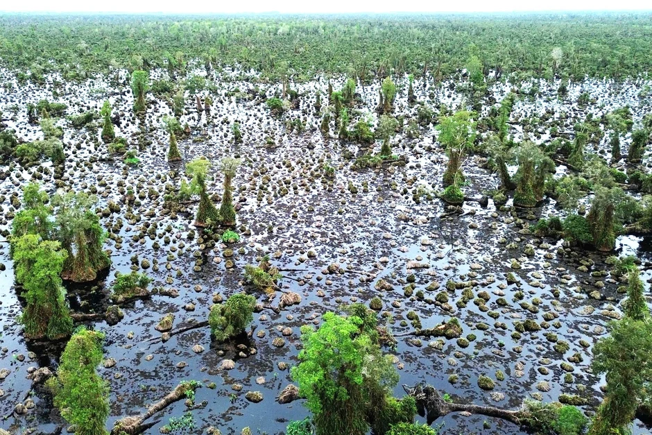 Nỗ lực cứu rừng U Minh Hạ
