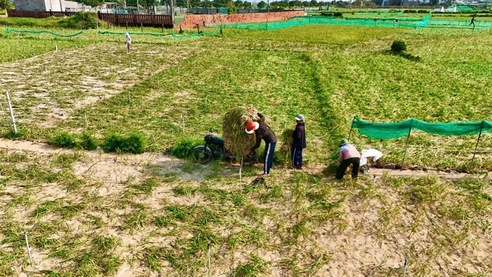 Nông dân Lý Sơn khóc ròng vì "vàng trắng" mất giá Nông dân Lý Sơn khóc ròng vì "vàng trắng" mất giá