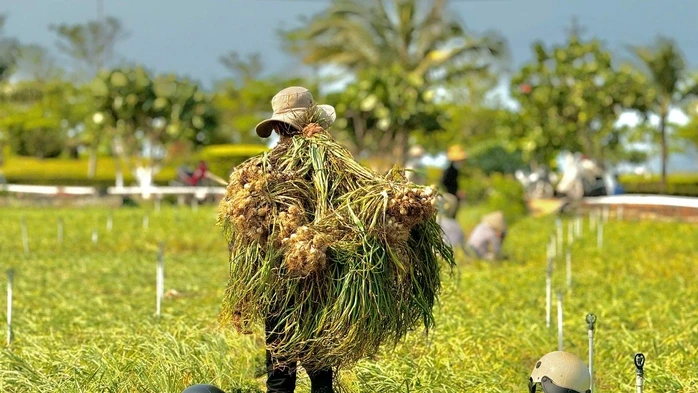 Nông dân Lý Sơn khóc ròng vì "vàng trắng" mất giá Nông dân Lý Sơn khóc ròng vì "vàng trắng" mất giá