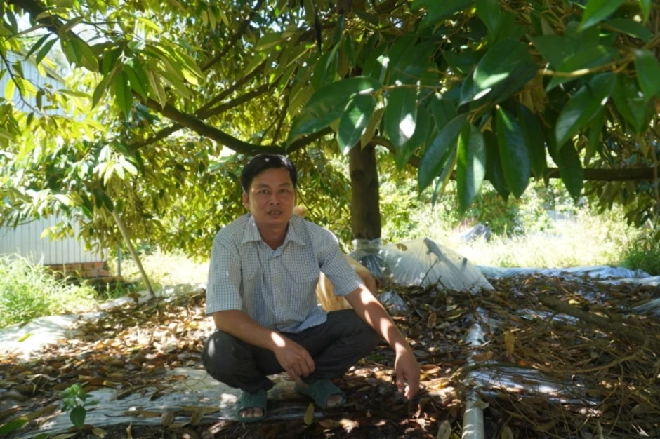 Nông dân miền Tây điêu đứng vì giá sầu riêng lao dốc Nông dân miền Tây điêu đứng vì giá sầu riêng lao dốc