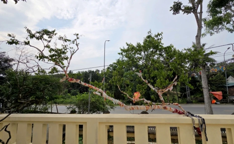 'Nữ hoàng' muội hồng chết hàng loạt sau khi bị thu giữ 'Nữ hoàng' muội hồng chết hàng loạt sau khi bị thu giữ