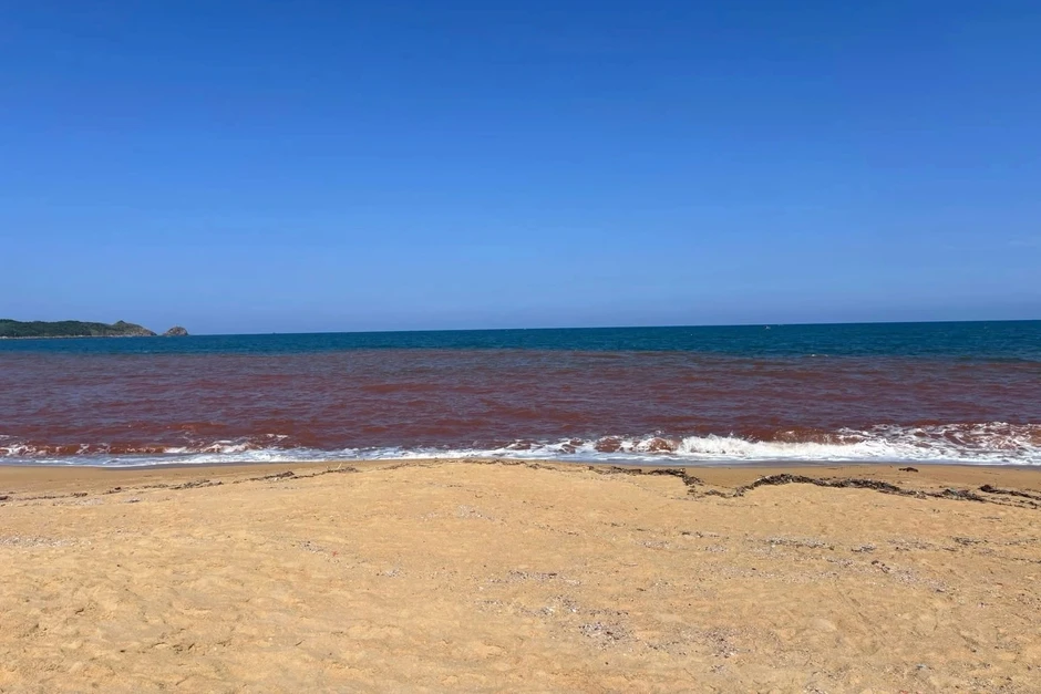 Nước biển chuyển màu nâu đỏ ở Gia Lai: Không phải do tảo nở hoa Nước biển chuyển màu nâu đỏ ở Gia Lai: Không phải do tảo nở hoa